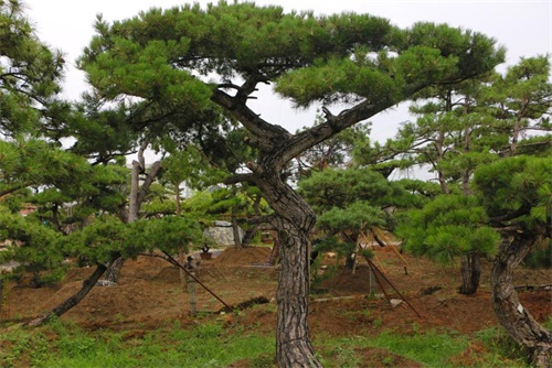 如何判斷造型松樹的健康狀況？